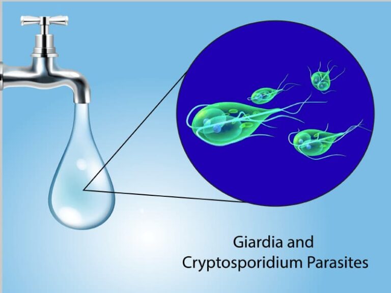 What Are Cryptosporidium and Giardia? And Why Ozone Kills Them Better